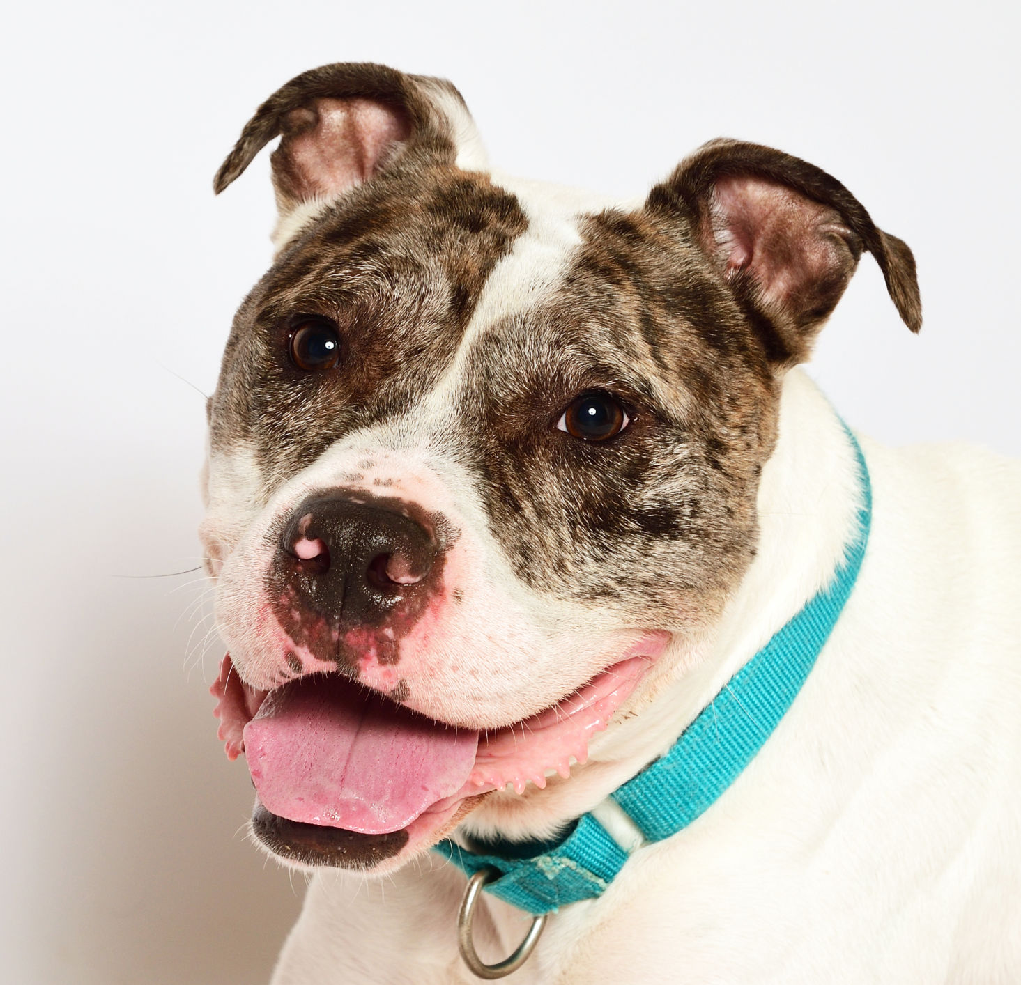 Martin County Pet of the Week - Week of November 15